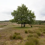 Beuk Hoenderloo